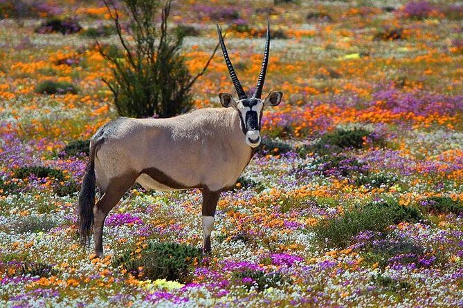 West Coast Wonders Full Day Tour with Private Transfer - Key points at a glance