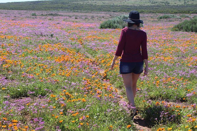 West Coast Wonders Full Day Tour with Private Transfer - Getting out of Cape Town: pickup, minivan comfort, and a quick snack stop