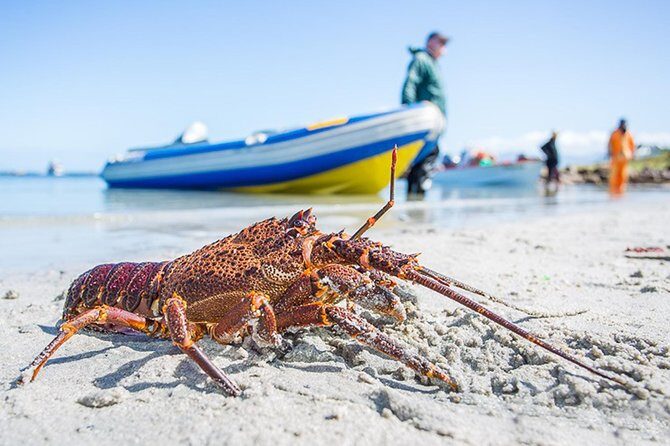 West Coast Wonders Full Day Tour with Private Transfer - Geelbek trail: the 7 km beach-reaching walk (and who should pick it)