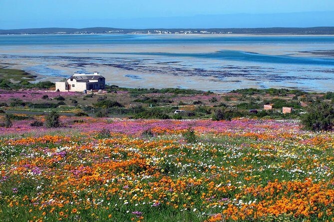 West Coast Wonders Full Day Tour with Private Transfer - Lunch choices in the park or Langebaan: Geelbek restaurant vs Pearly’s