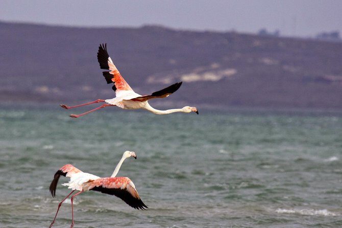West Coast Wonders Full Day Tour with Private Transfer - West Coast National Park: where wildflowers and wildlife both show up