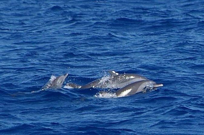 Whale and Dolphin Watching Cruise in St Lucia - The “hunt” phase: what the first part feels like
