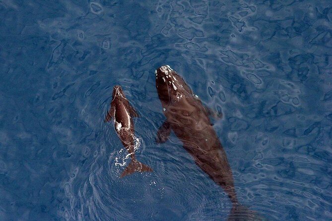 Whale Watching Hermanus - Boat base - The 10:00 am pickup and Clarens Drive coastal route