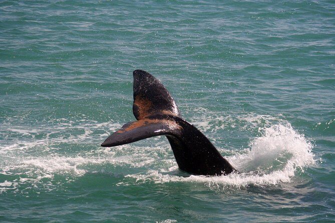 Whale Watching Hermanus - Boat base - Price and value: what $228.37 buys you