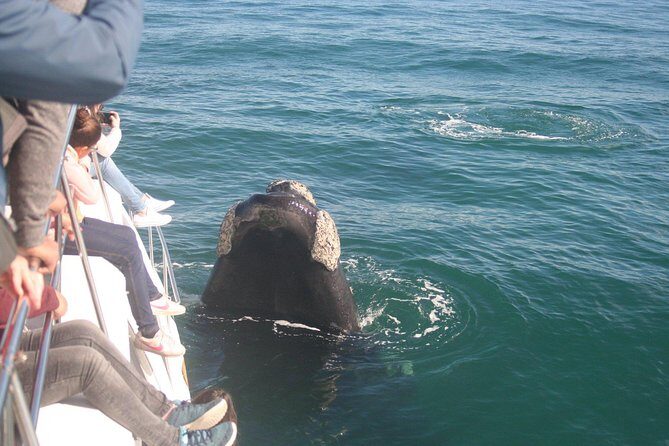 Whale Watching Hermanus - Boat base - Weather, sea conditions, and how to plan for the day
