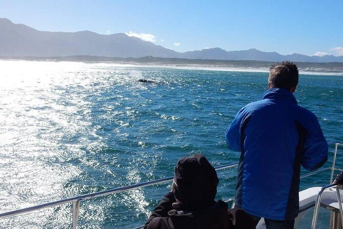 Whale Watching Hermanus - Boat base - Should you book this Hermanus boat experience?