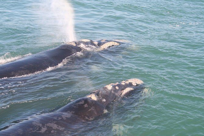 Whale Watching Hermanus - Boat base - The Walker Bay boat trip: timing, group size, and comfort on the water