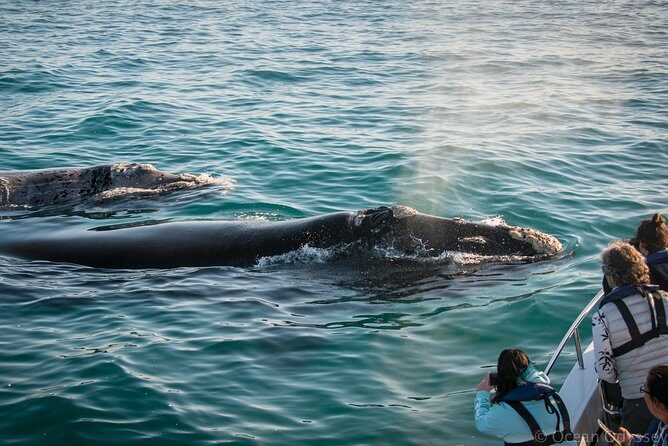 Whale Watching Knysna - Close Encounter Experience Ocean Odyssey - What the 2-Hour Trip Really Means for Your Day