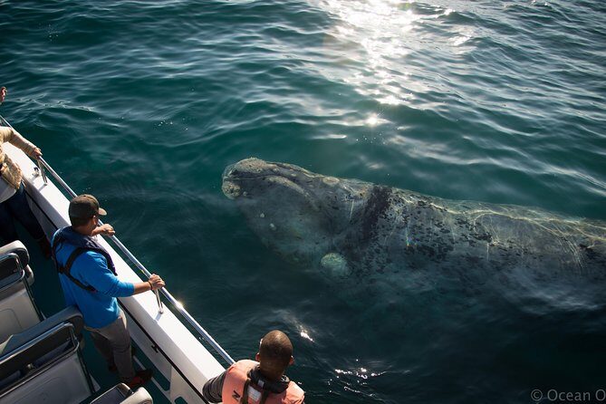 Whale Watching Knysna - Close Encounter Experience Ocean Odyssey - Onboard Comfort: What to Pack for a Smooth Ride
