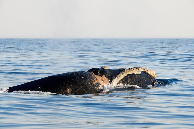 Whale Watching Knysna - Close Encounter Experience Ocean Odyssey - Price and Value: Why $94.90 Can Make Sense Here