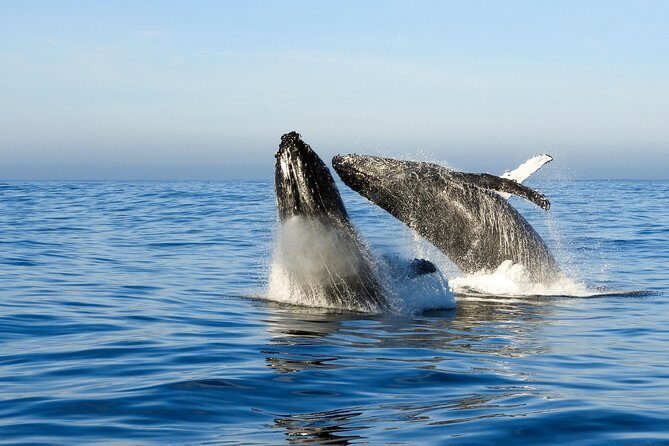 Whale Watching Knysna - Close Encounter Experience Ocean Odyssey - Weather, Sea Conditions, and the No-Sight Reality