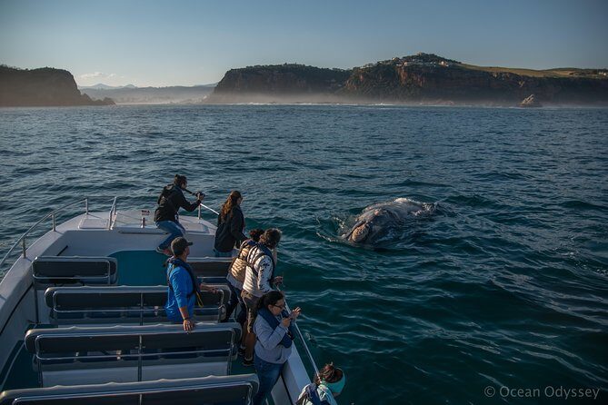 Whale Watching Knysna - Close Encounter Experience Ocean Odyssey - Knysna Heads and the Offshore Search: How You Find Bryde’s, Right, and Humpbacks