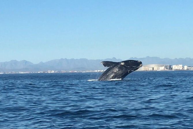 Whale Watching Tour from Cape Town - Key things I’d flag before you go