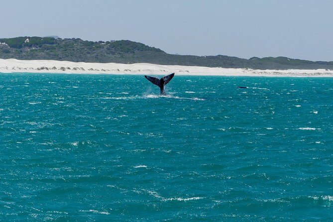 Whale Watching Tour from Cape Town - Getting from Cape Town to Hermanus: how the day really works