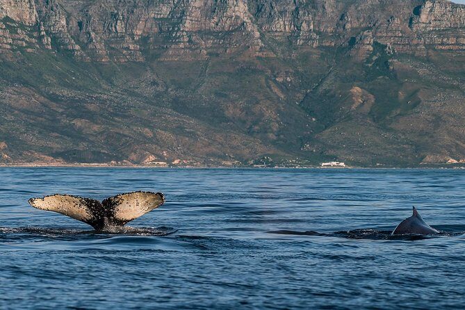 Whale Watching Tour from Cape Town - The Cape coast loop: Pringle Bay, Gordon’s Bay, and Betty’s Bay