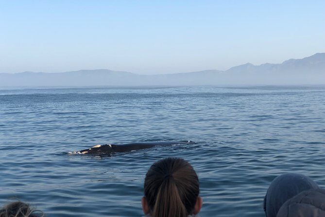 Whale Watching Tour in Hermanus with Hotel Pickup - Stop 3 in Betty’s Bay: penguins as a fast, high-reward add-on
