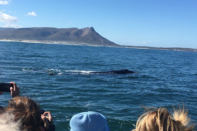 Whale Watching Tour in Hermanus with Hotel Pickup - Who this tour is best for (and who should consider other options)