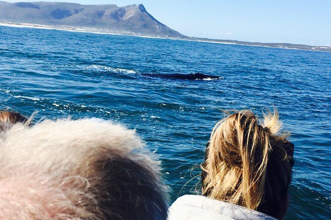 Whale Watching Tour in Hermanus with Hotel Pickup - A private guide named Tingo: what you’ll notice on the day