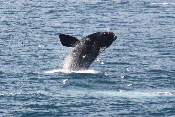 Whale Watching Walking Tours (Land-Based) - from JUNE 2025 - Key highlights you’ll care about