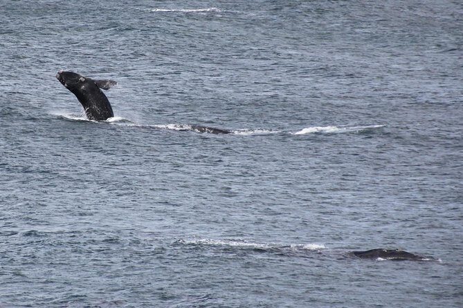 Whale Watching Walking Tours (Land-Based) - from JUNE 2025 - Shoreline whale watching without the boat crowd