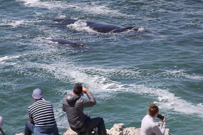 Whale Watching Walking Tours (Land-Based) - from JUNE 2025 - Walking clifftops for 2 to 3 hours with 5–7 viewpoints