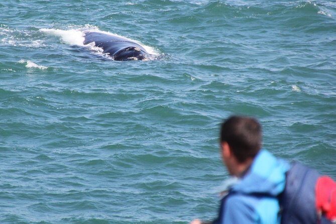 Whale Watching Walking Tours (Land-Based) - from JUNE 2025 - How the guide helps you actually spot whales