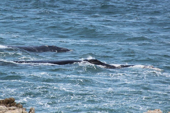 Whale Watching Walking Tours (Land-Based) - from JUNE 2025 - Price and value: why $57.51 can make sense here