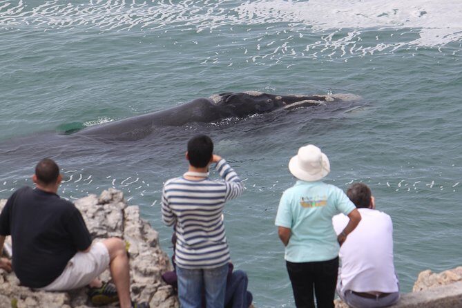 Whale Watching Walking Tours (Land-Based) - from JUNE 2025 - Meeting Percy at The Whale House Museum
