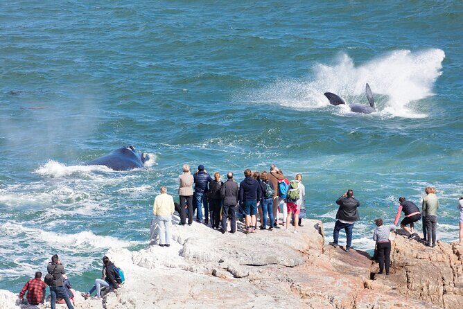 Whale Wonders: Majestic Marine Adventures in Hermanus - Hermanus Cliff Path biodiversity walk: the calm start before the action