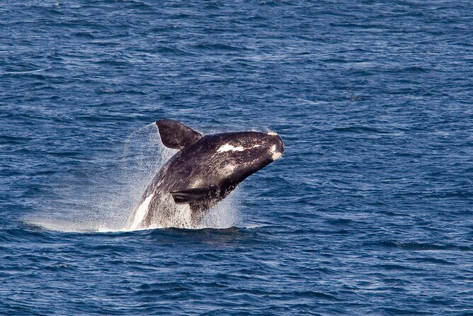 Whale Wonders: Majestic Marine Adventures in Hermanus - A 7-hour day in plain terms (with a private-group vibe)