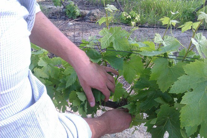 Wijntoer - Reserve tour with a winemaker! - Getting Picked Up, Then Letting Someone Else Drive