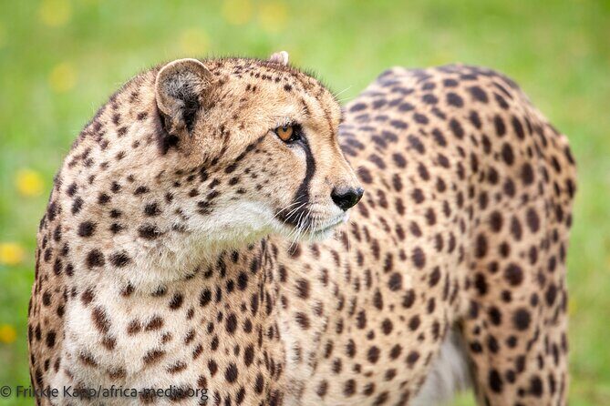 Wild Cat Experience Tour - Up close with lions, leopards, and the rest, without touching