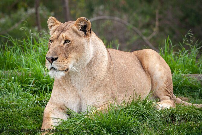 Wild Cat Experience Tour - Lions and leopards: where the guide earns their keep