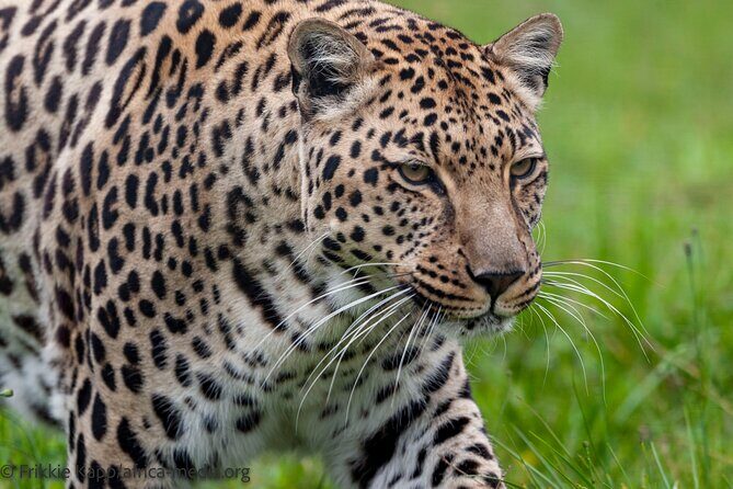 Wild Cat Experience Tour - The smaller wild cats: African wild cat, serval, and caracal moments
