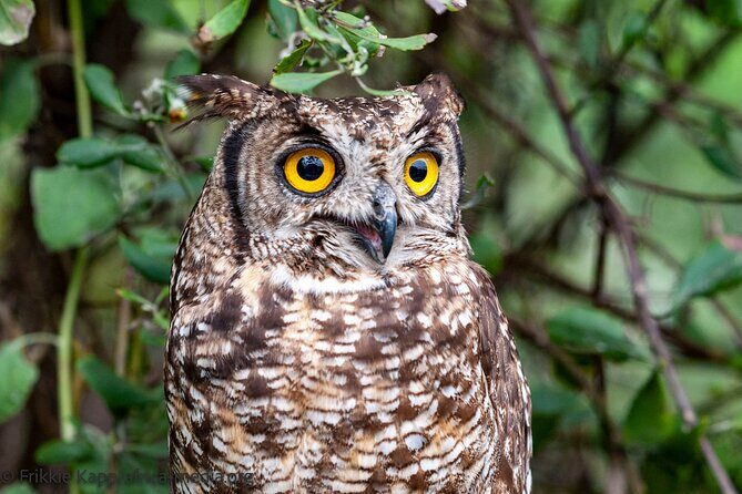Wild Cat Experience Tour - How the tour explains predator life in plain language
