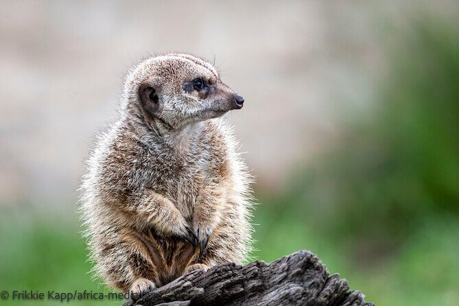 Wild Cat Experience Tour - Penguin splash pool plus meerkats and marabou storks