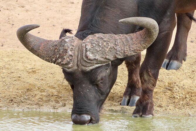 Wildlife Safari, Olive, Beer/Wine Tasting Day Tour from Cape Town - The 7-Person Safari Day You Can Do Without a Car