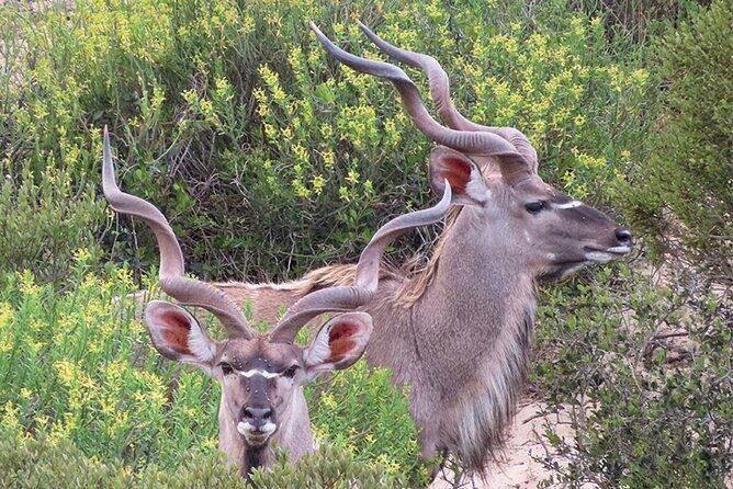 Wildlife Safari, Olive, Beer/Wine Tasting Day Tour from Cape Town - Darling Sweet Toffee and a Bloubergstrand View Break