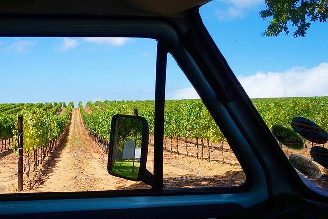Wine Beer and Biltong Safari - Stellenbosch - The safari twist: zebra and springbok sightings while you sip