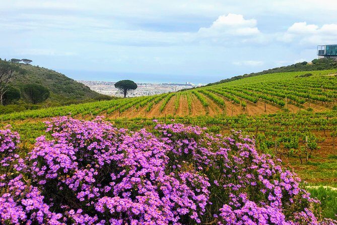 Wine tasting - Boutique farms - Driving, comfort, and what to budget for (beyond the ticket)