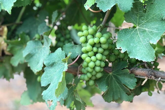 Wine Tasting, Cape Dutch Farm and Art Day Tour from Cape Town - Craft beer, chocolates, and pacing your sips the smart way