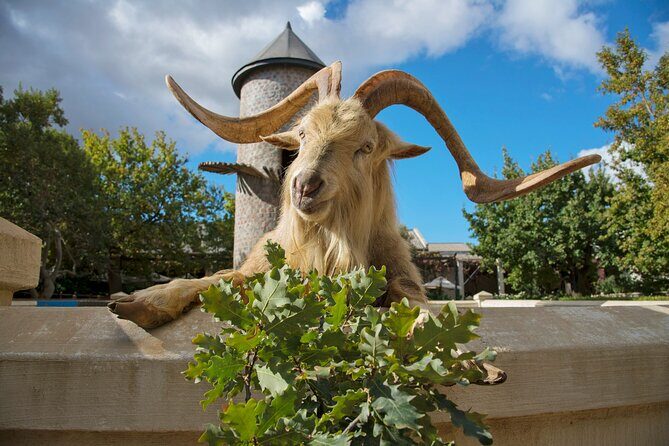 Wine Tasting in Cape's Top Three Winelands Private Tour - From Cape Town to Langa: A Quick Cultural Intro Before the Wine