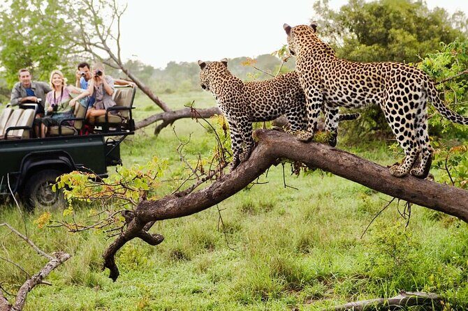 Zululand 5 Day Private Safari from Durban - Day 5: A 5-hour Drakensberg hike with San rock art views, then back to Durban